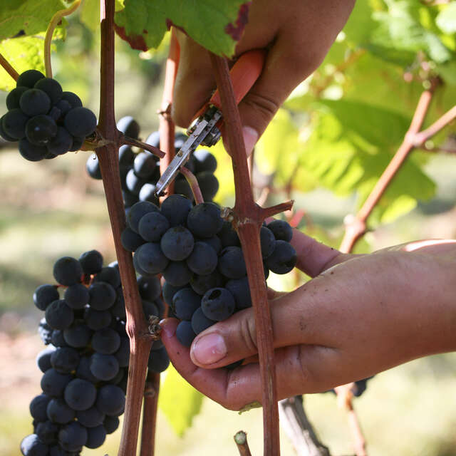 Repas bio et local en accord Mets et Vins au Château d'Aix