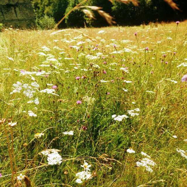 Atelier-découverte aux Tours de Carbonnières