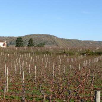 Clos Dauliac