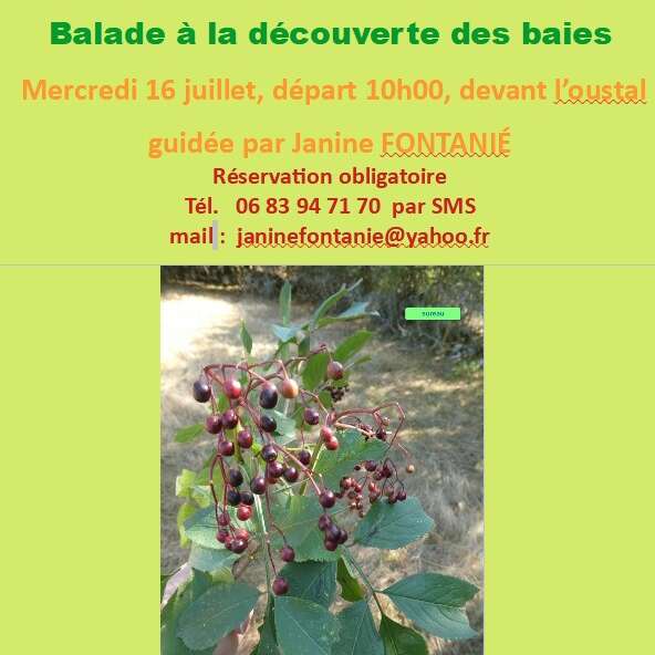 Balade à la découverte des baies