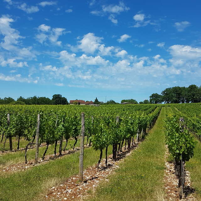 Vignoble Pierro