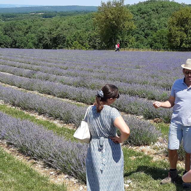 Rando dans les champs de lavande à l'occasion des Portes des Bergers des Lavandes