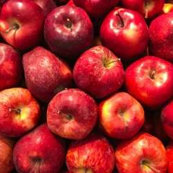 Atelier ''Fabrication de jus de pomme''