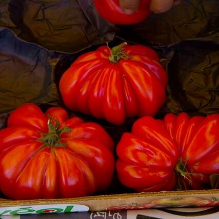 Marché à Cressensac