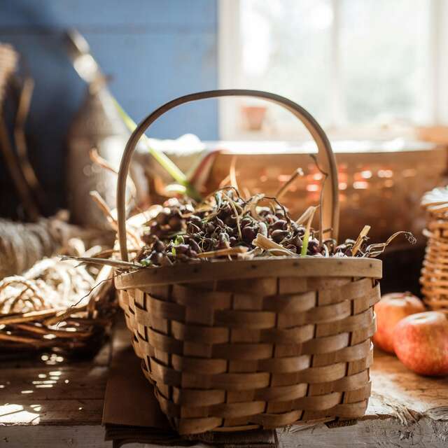 Cueillette et cuisine de plantes sauvages