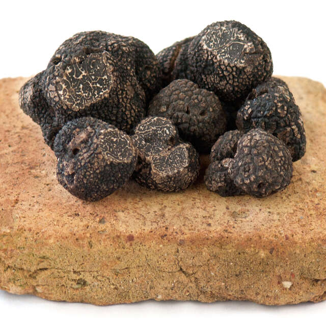 Truffes de Montcuq