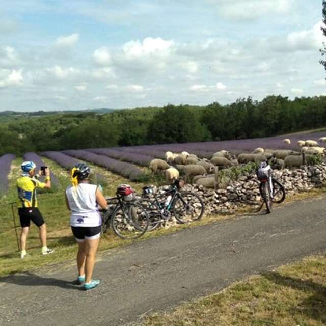 Les 46 km cyclo des lavandes