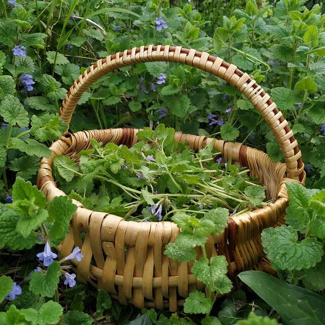 Atelier  saveur sauvages à  Marcilhac-sur-Célé