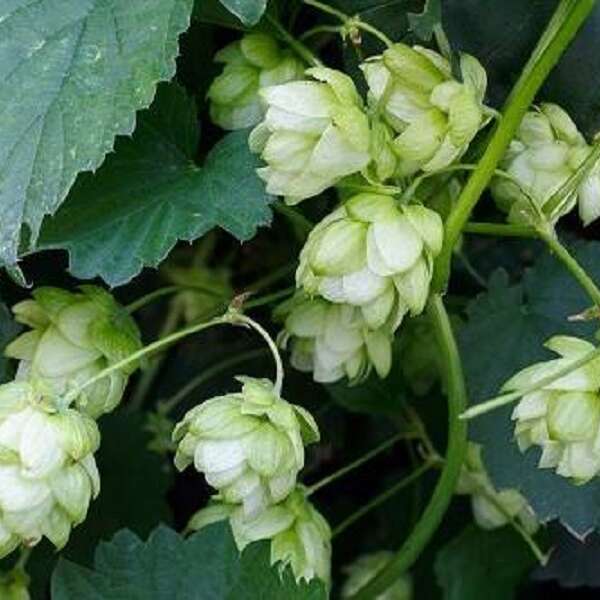 Atelier de Savoir Faire Ecomusée de Cuzals : Micro-brasserie "La bière artisanale est à l’honneur !