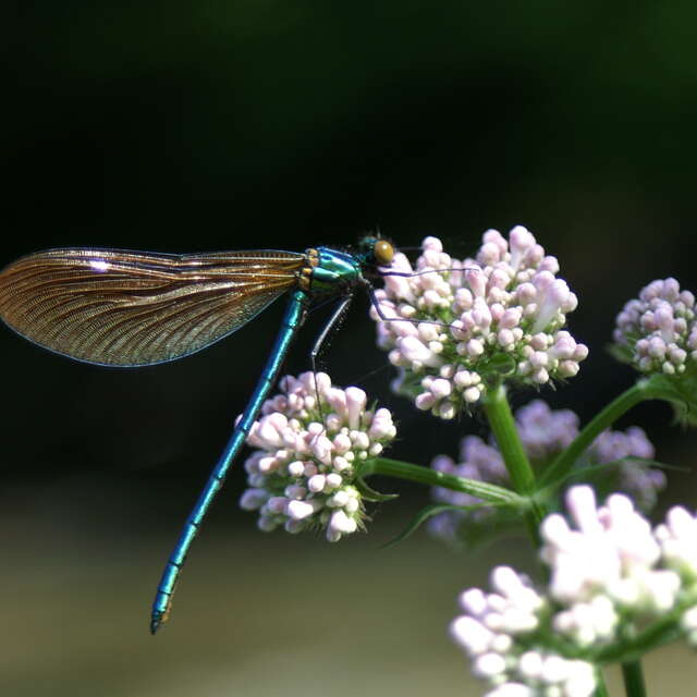Balade Découverte "Du bon usage des plantes sauvages"