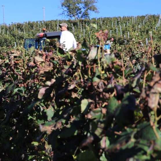 De ferme en ferme : vignoble de la Vinadie à Figeac