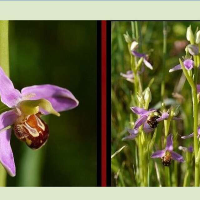 Balade des orchidées