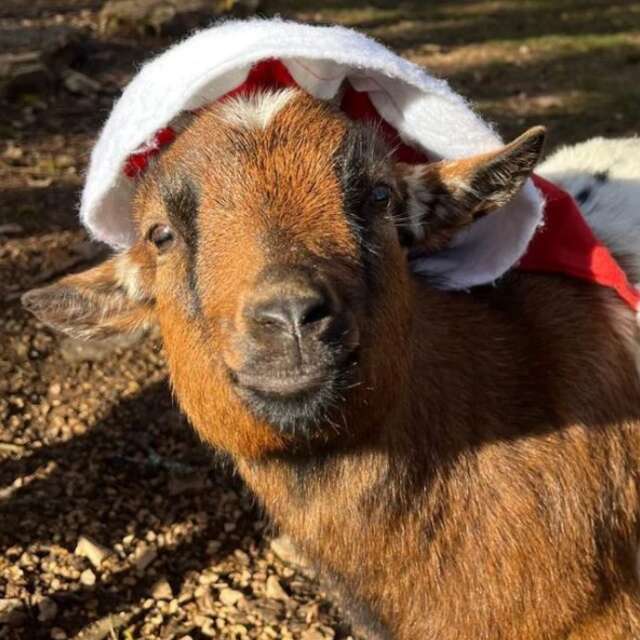 La Magie de Noël au Parc Animalier de Gramat