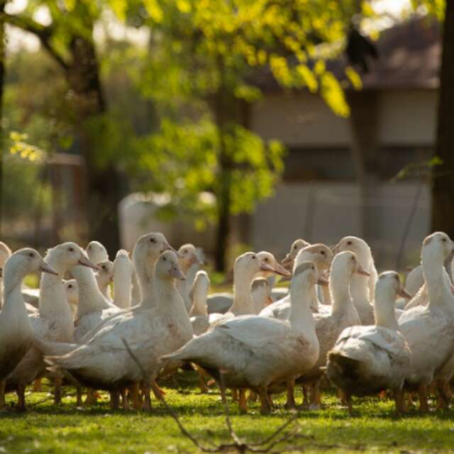 Dor'Lot Emerveille : Visite de la Ferme des Campagnes