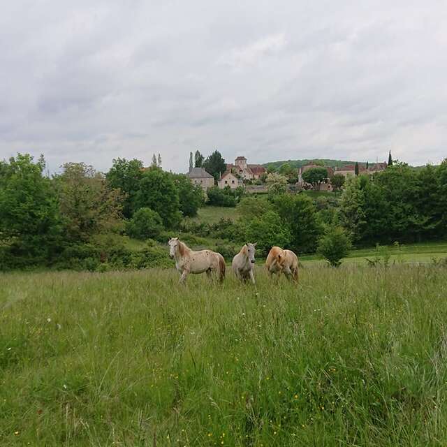 Chevaux du Causse