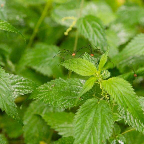 Menons l'enquête : à la recherche des habitants de la forêt