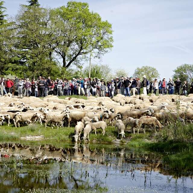 Transhumance de Rocamadour à Luzech