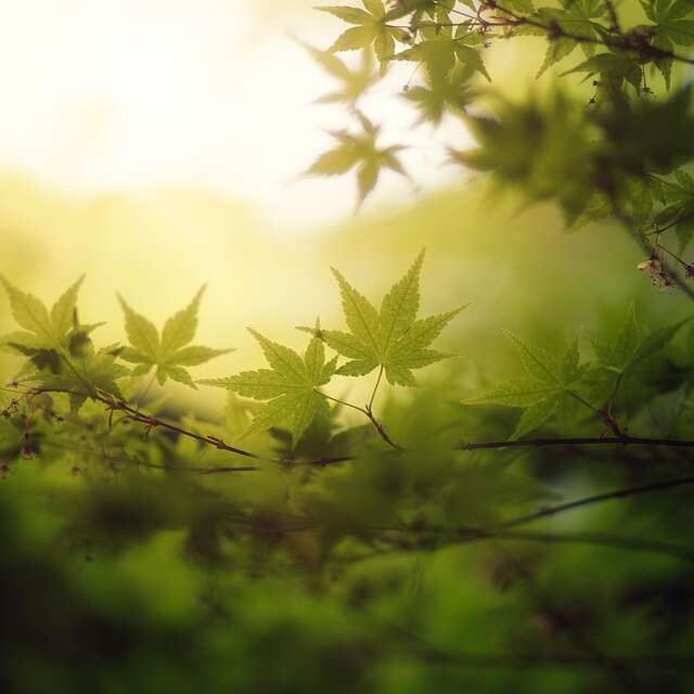 Stage "L'art de se libérer du stress" à Lavercantière