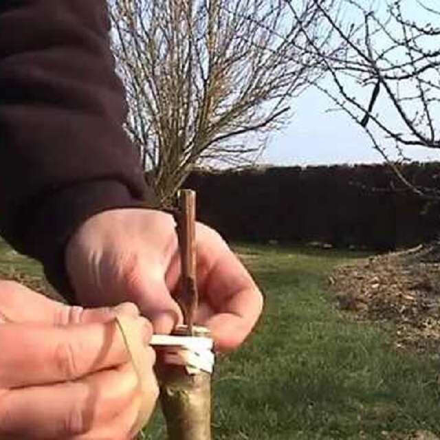 Rendez-vous Nature : greffe à la ferme Lou Baptistou au Bouyssou