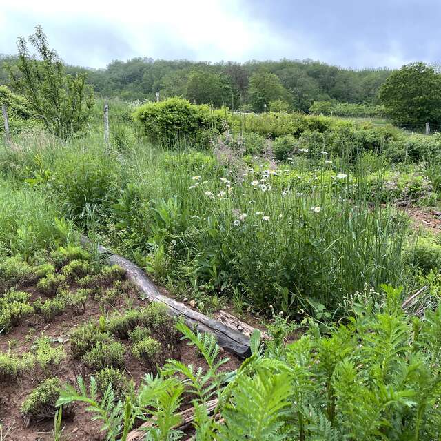 Achilléa - Culture de plantes aromatiques et médicinales -
Christelle LAMORISSE