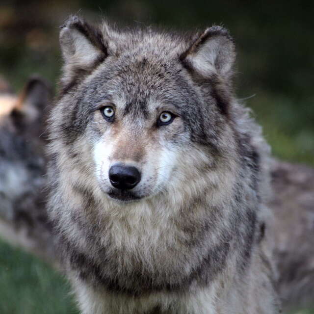 Parc Animalier de Gramat