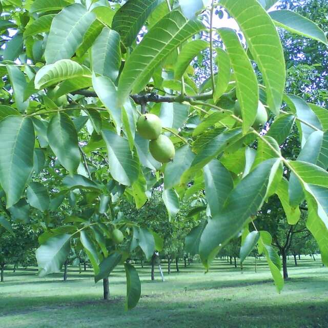 La Rose des Vents Ferme Goursat