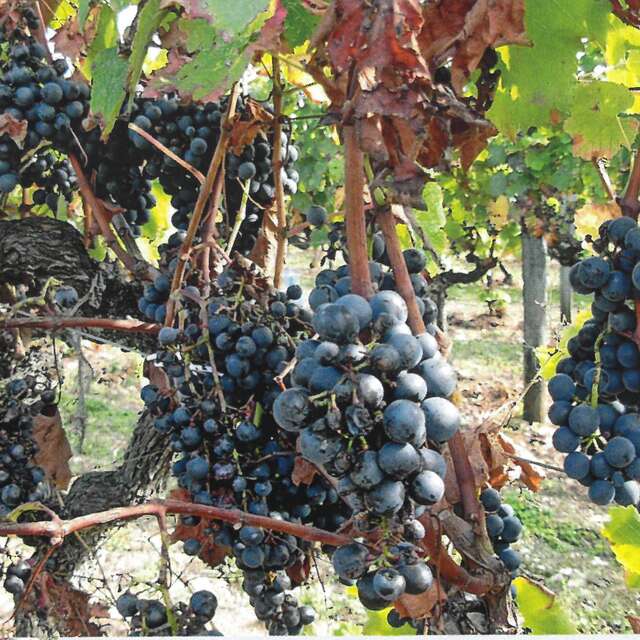 Domaine des Grézals