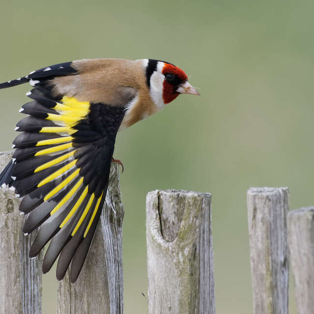 Animation de la LPO : Observons les oiseaux