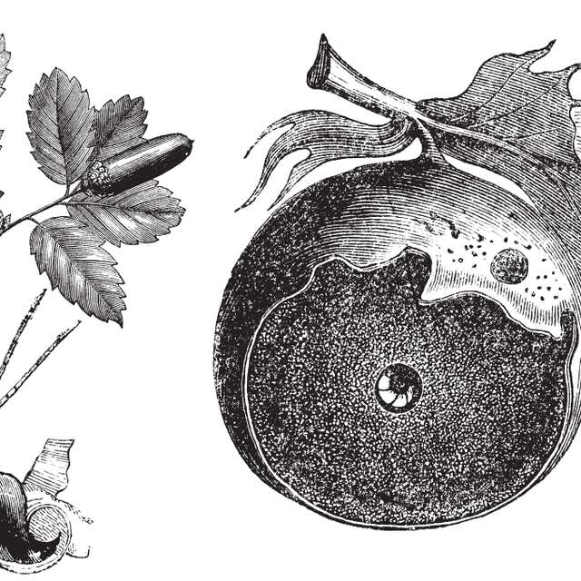 Sortie nature : Cécidologie, espèces cécidogènes et hôtes