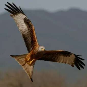 Les rapaces de Castelnau