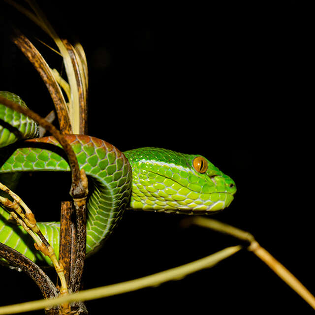 Soirée VIP à Reptiland