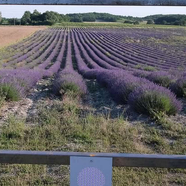 Les oiseaux des milieux agricoles avec la LPO