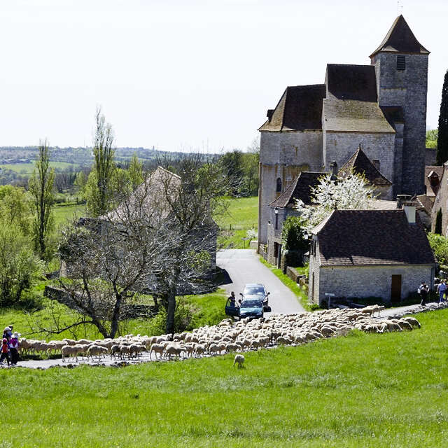 Transhumance Rocamadour - Luzech : étape Séniergues - Frayssinet le Gourdonnais