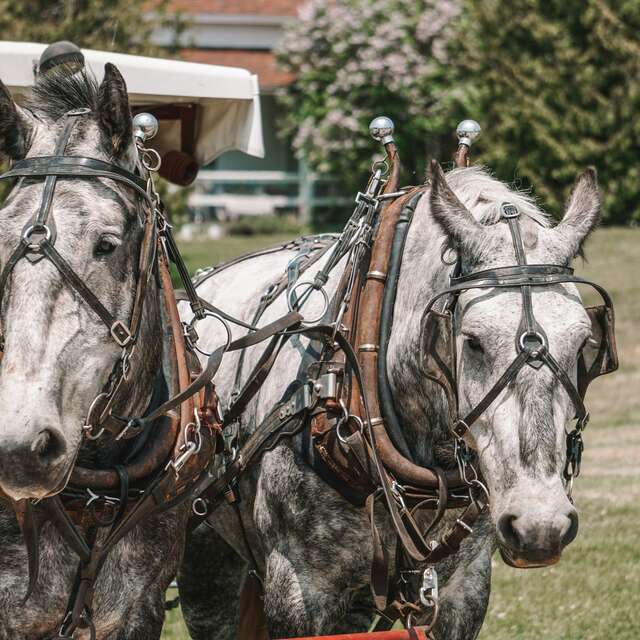 Randonnée équestre à Martel