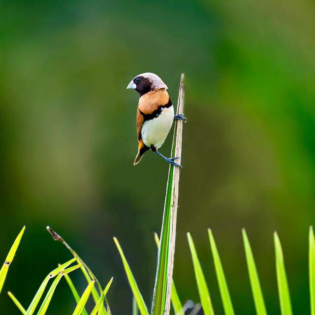Initiation aux chants d'oiseaux, à la réserve de biodiversité d'Argentat