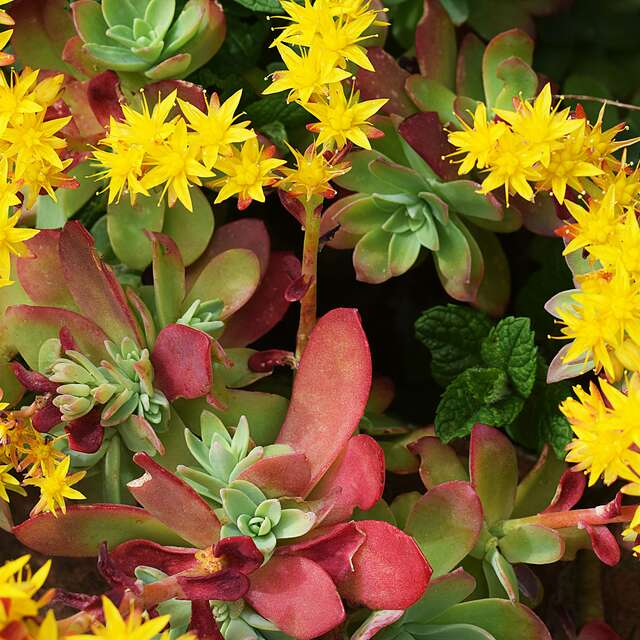 Les Mercredis du Nuage - Naja Bendix