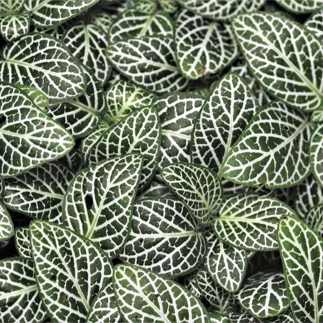 Biennale de Gourdon "Végétal"