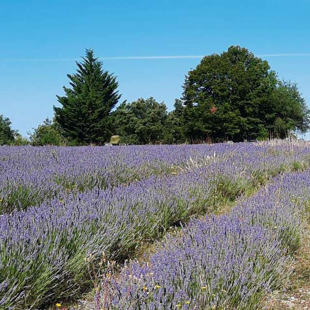 Visite à la ferme - récolte et distillation du lavandin