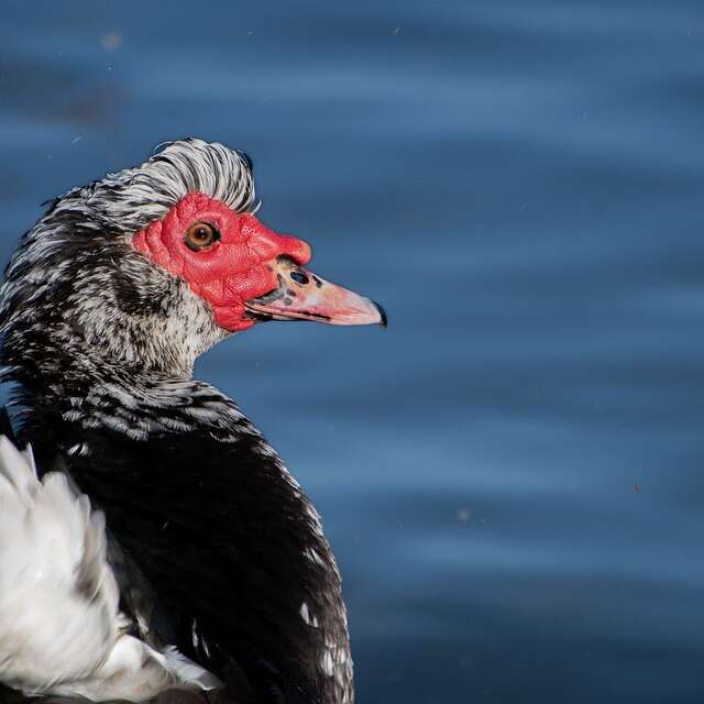 Repas os de canard à Vinovalie