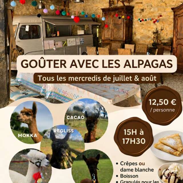 Goûter avec les alpagas