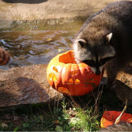 Grande journée d'Halloween au Parc Animalier