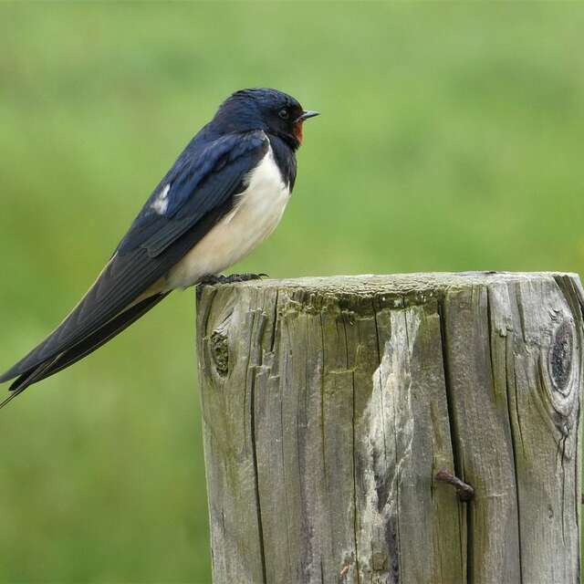 Sortie nature "Entre hirondelles et martinets"