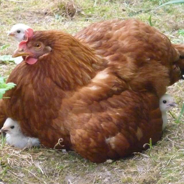 43ème  exposition avicole