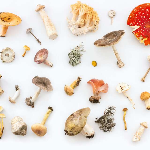 Le monde des champignons - promenade / conférence