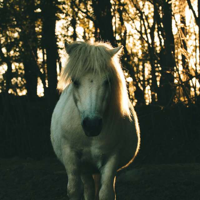 Rencontres Cultive Ta Science - médiation animale