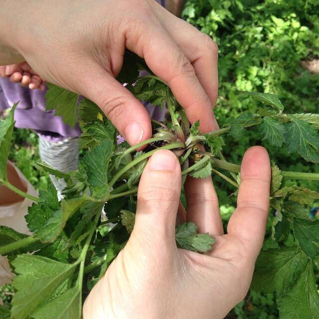 Sortie Botanique: Plantes Sauvages Comestibles et Médicinales