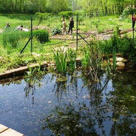 Comptage des habitants de la mare au Jardin Bourian