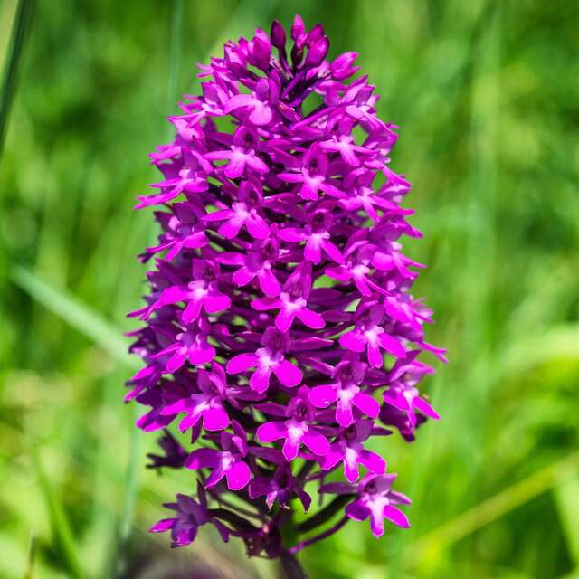 Sortie nature "A la recherche des orchidées sauvages"