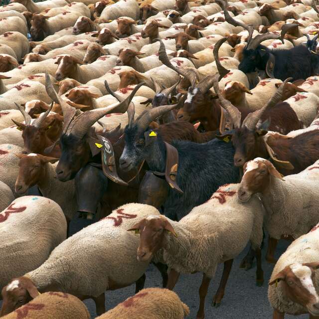 Transhumance Rocamadour-Luzech Exposition Natura 2000