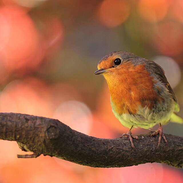 Journée faune ! au Jardin Bourian